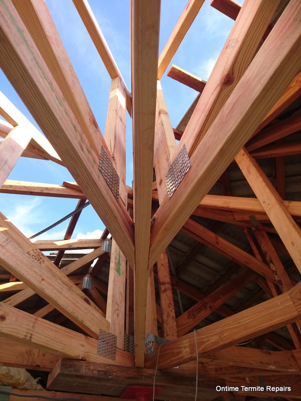 New treated roof trusses fixed in place after termite repair